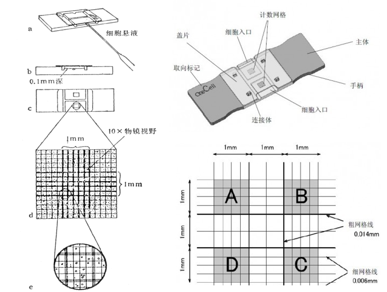 道賽爾