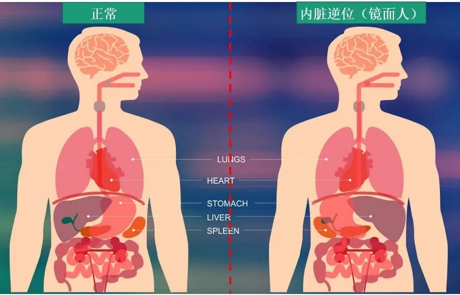 道賽爾