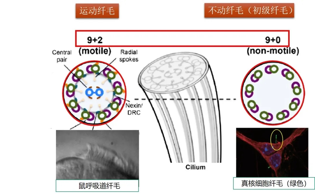 道賽爾 道賽爾