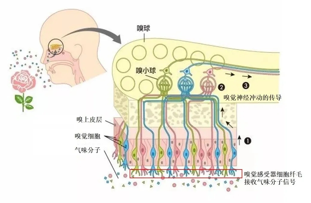 道賽爾 道賽爾