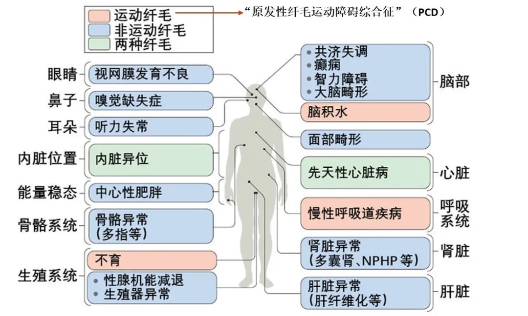 道賽爾 道賽爾