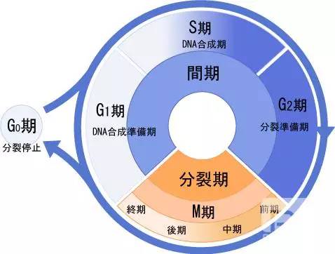 道賽爾