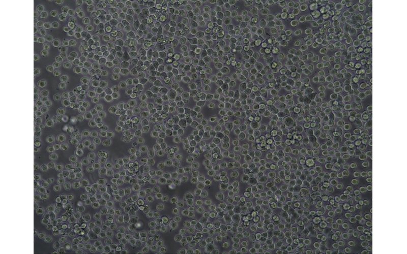 CELL-C0066 CoLo 205人結腸癌細胞