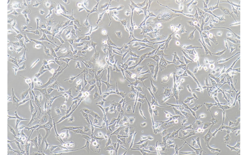 CELL-C0041 BT-549人乳腺管癌細胞