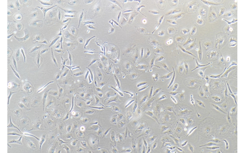 CELL-C0109 HK-2人腎近曲小管細胞