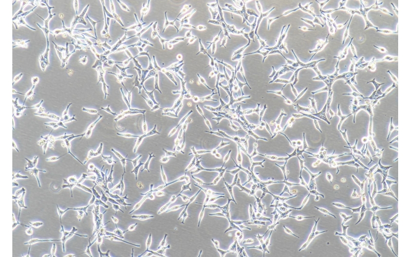 CELL-C0543 LNCaP?clone?FGC人前列腺癌細(xì)胞