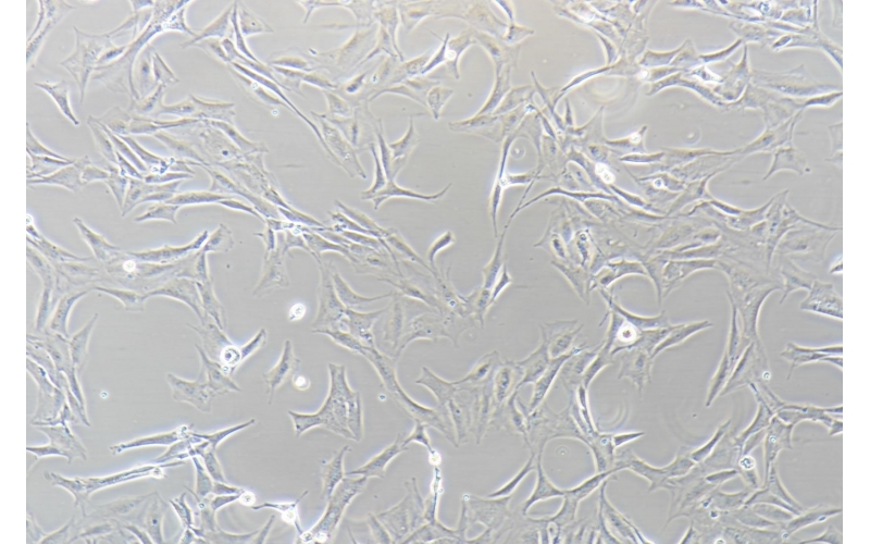 CELL-C0378 MC3T3-E1 Subclone?14小鼠顱頂前骨細(xì)胞亞克隆14