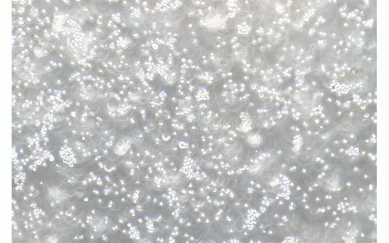 CELL-C0546 MM.1S人多發(fā)性骨髓瘤細(xì)胞