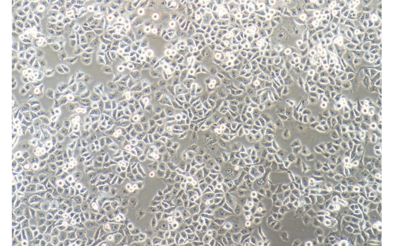 CELL-C0184 PANC-1人胰腺癌細胞