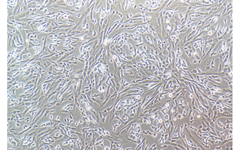 CELL-C0214 SK-N-SH人神經(jīng)母細胞瘤細胞