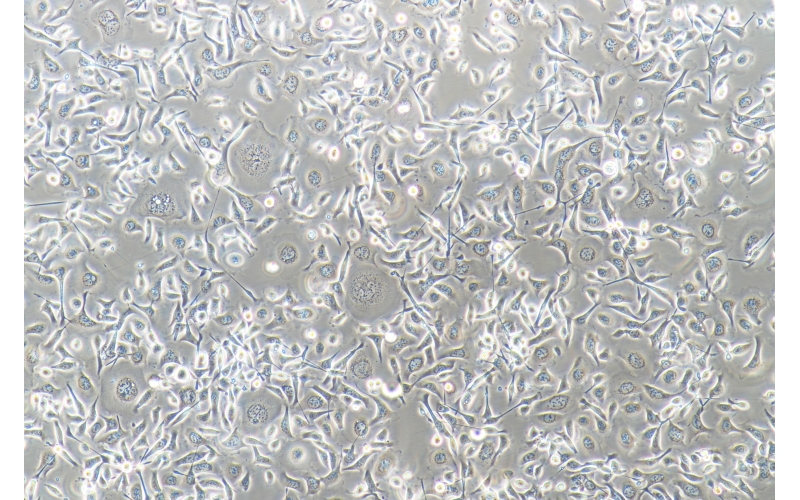 CELL-C0231 TE-1人食管癌細胞