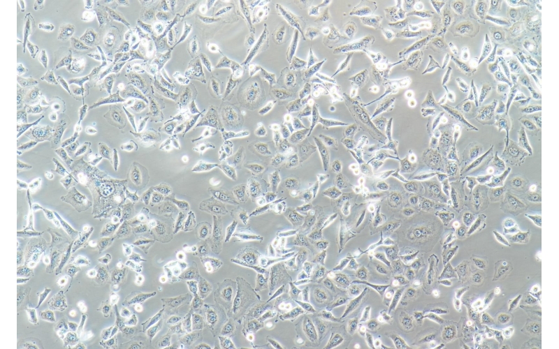 CELL-C0275 NCI-H1975 [H-1975, H1975]人肺腺癌細胞