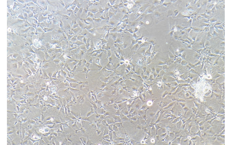 CELL-C0102 Hep 3B(Hep 3B2.1-7)人肝癌細胞