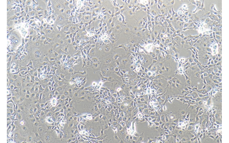 CELL-C0068 COS-1非洲綠猴SV40轉化的腎細胞