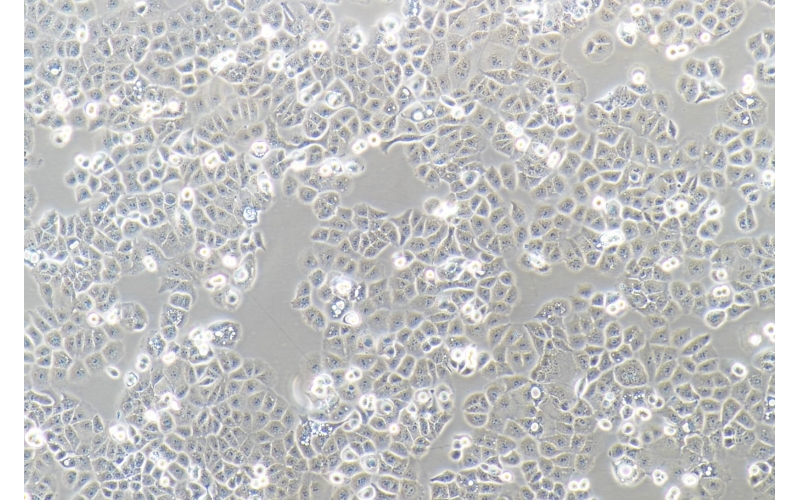 CELL-C0099 HEC-1-A人子宮內(nèi)膜腺癌細胞