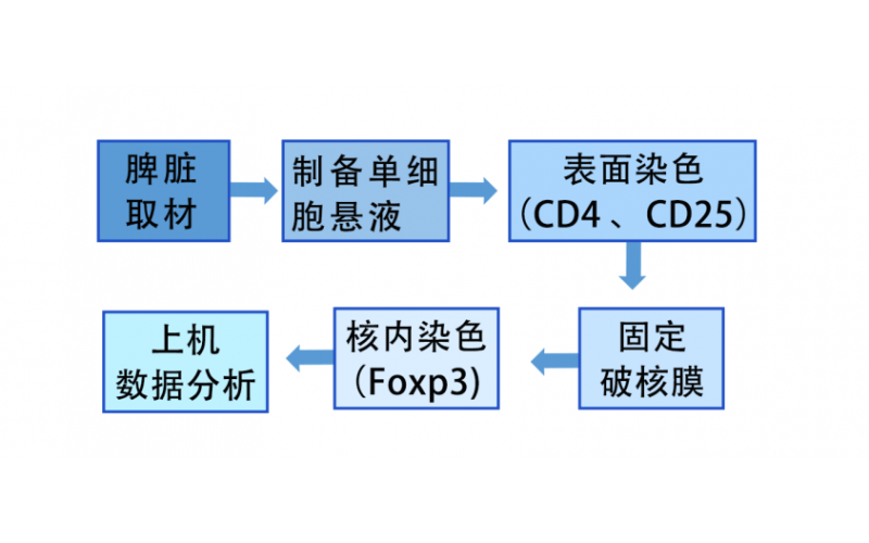 【科普】小鼠調節性T細胞鑒定方案